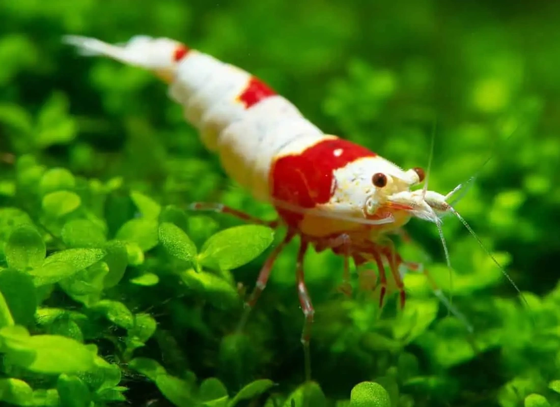 Krystalrøde Rejer (Caridina cantonensis Variant Crystal Red Shrimp)