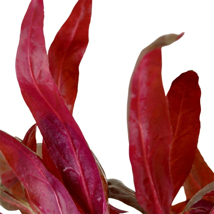 Tropica Akvarieplante i potte Alternanthera reineckii Pink
