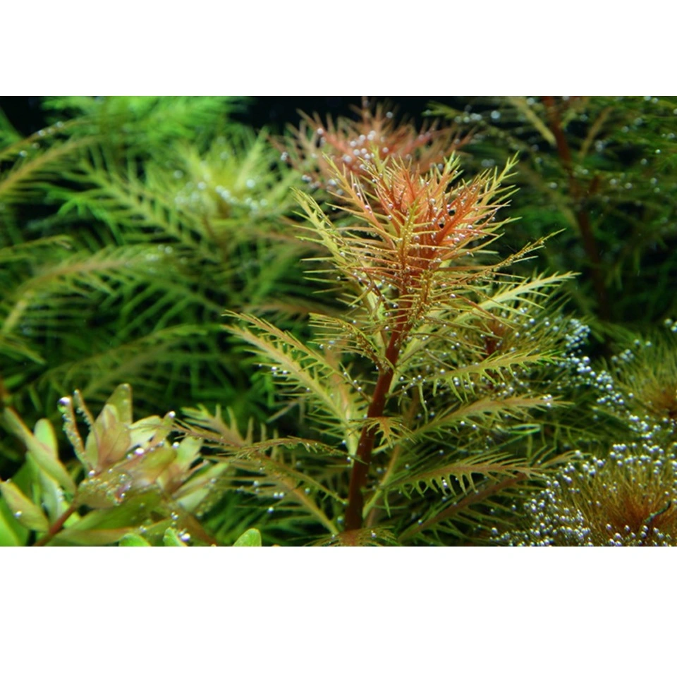 Tropica Proserpinaca palustris 1-2-GROW x 3