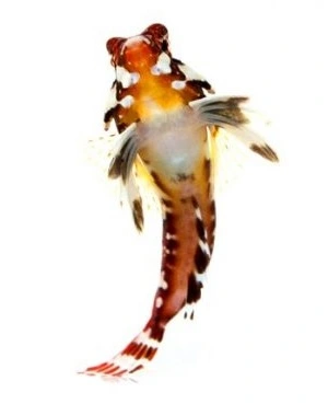 Rød Scooterfisk (Synchiropus stellatus)