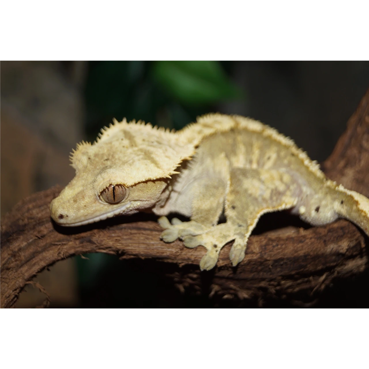 Kronegekko (Crested gecko) (Correlophus ciliatus) Han