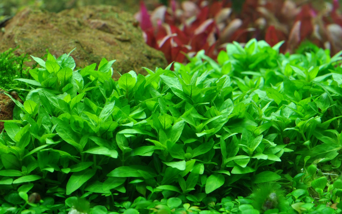 Tropica Akvarieplante i potte Staurogyne repens
