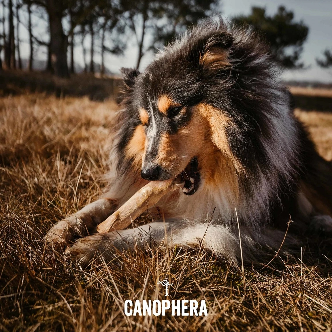 Canophera Kaffetræ M - naturligt tyggelegetøj til mellemstore hunde