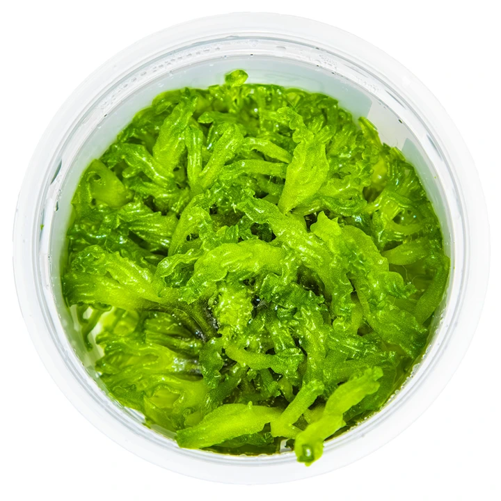 Tropica Monosolenium tenerum 1-2-GROW