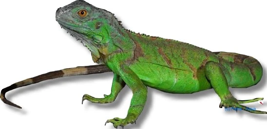 Grøn leguan (Iguana iguana)
