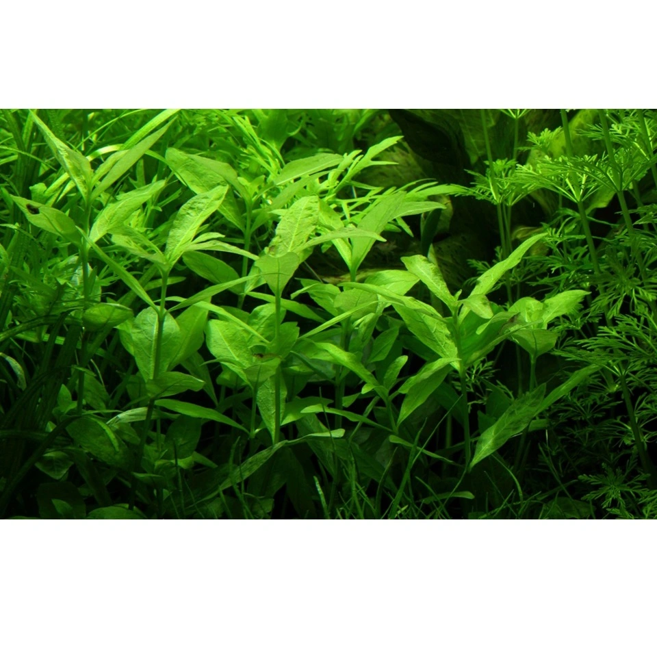 Tropica Akvarieplante i potte Hygrophila polysperma