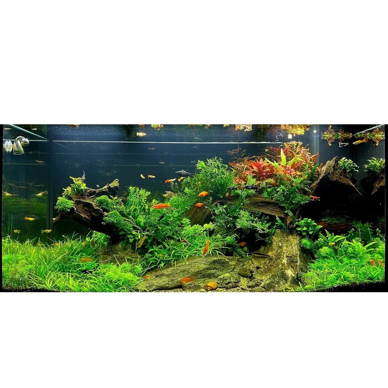 Tropica Lilaeopsis brasiliensis 1-2-GROW