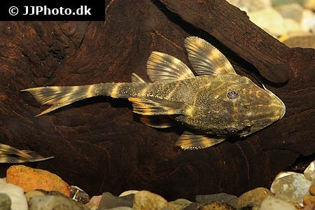 L-104 Panaqolus maccus Klovnsugemalle