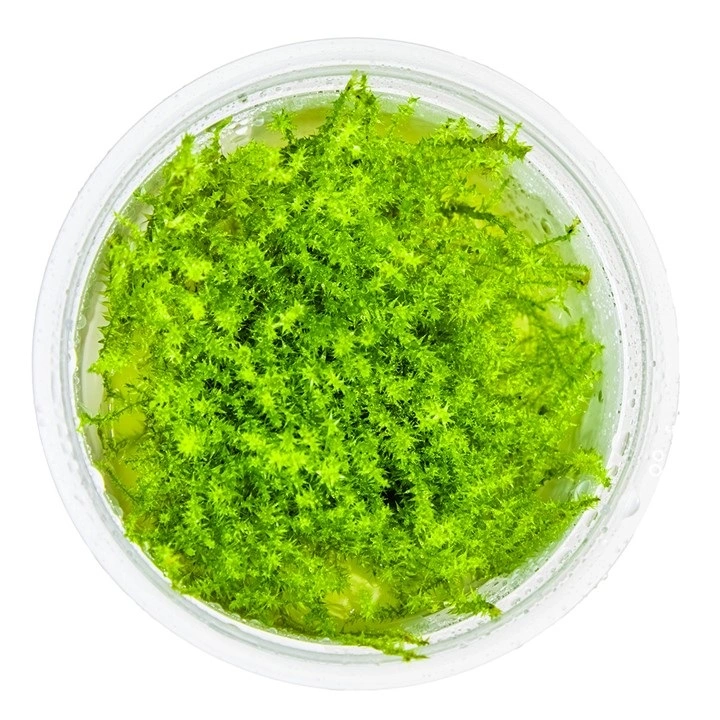 Tropica Leptodictyum riparium 1-2-Grow