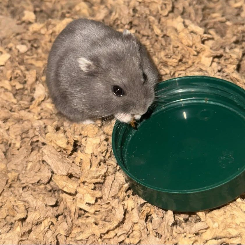 Muffin Dværghamster (Phodophus sungorus)