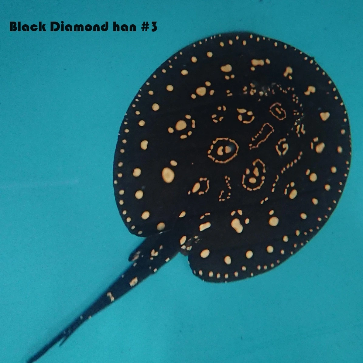 Ferskvandsrokke Potamotrygon Leopoldi - Black Diamond Han Ø 40 cm