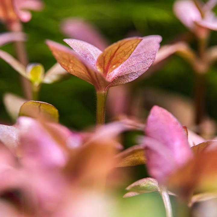 Tropica Akvarieplante i potte Bacopa salzmanni Purple