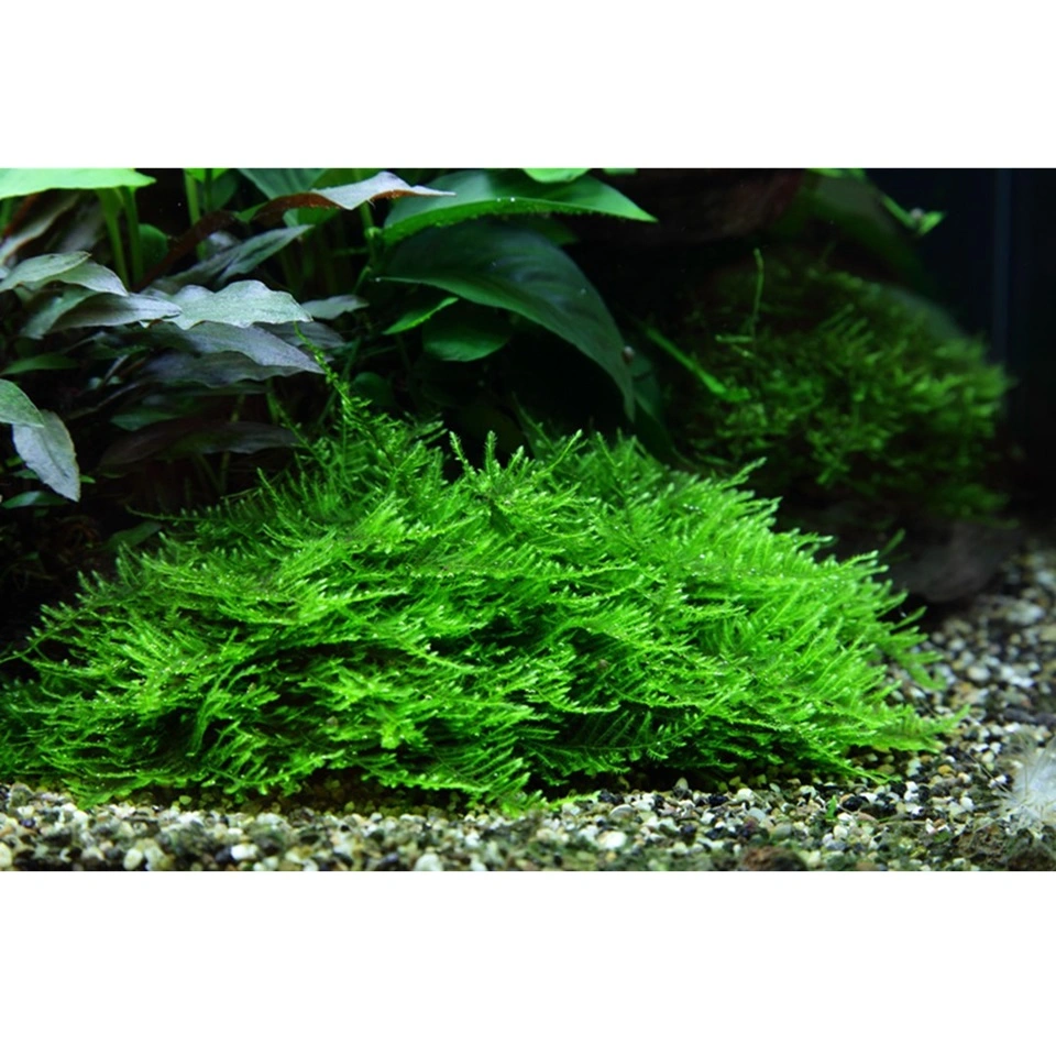 Tropica Taxiphyllum Spiky 1-2-GROW