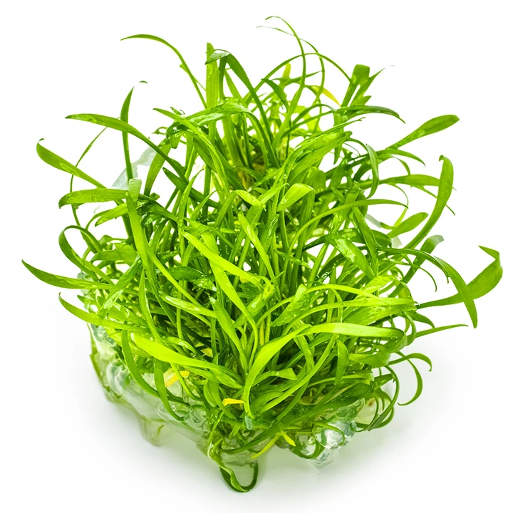 Tropica Cryptocoryne parva 1-2-GROW