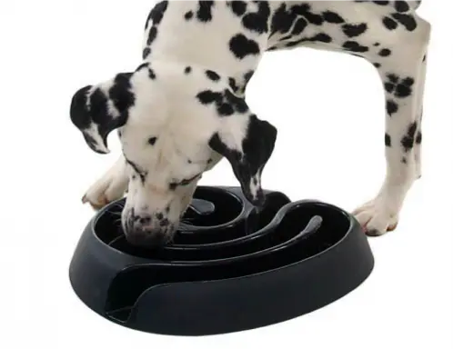 Buster dogmaze (sort)