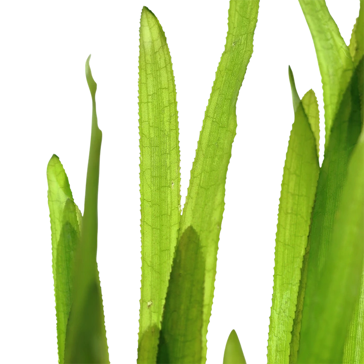 Tropica Vallisneria americana Natans bundt plantestængler