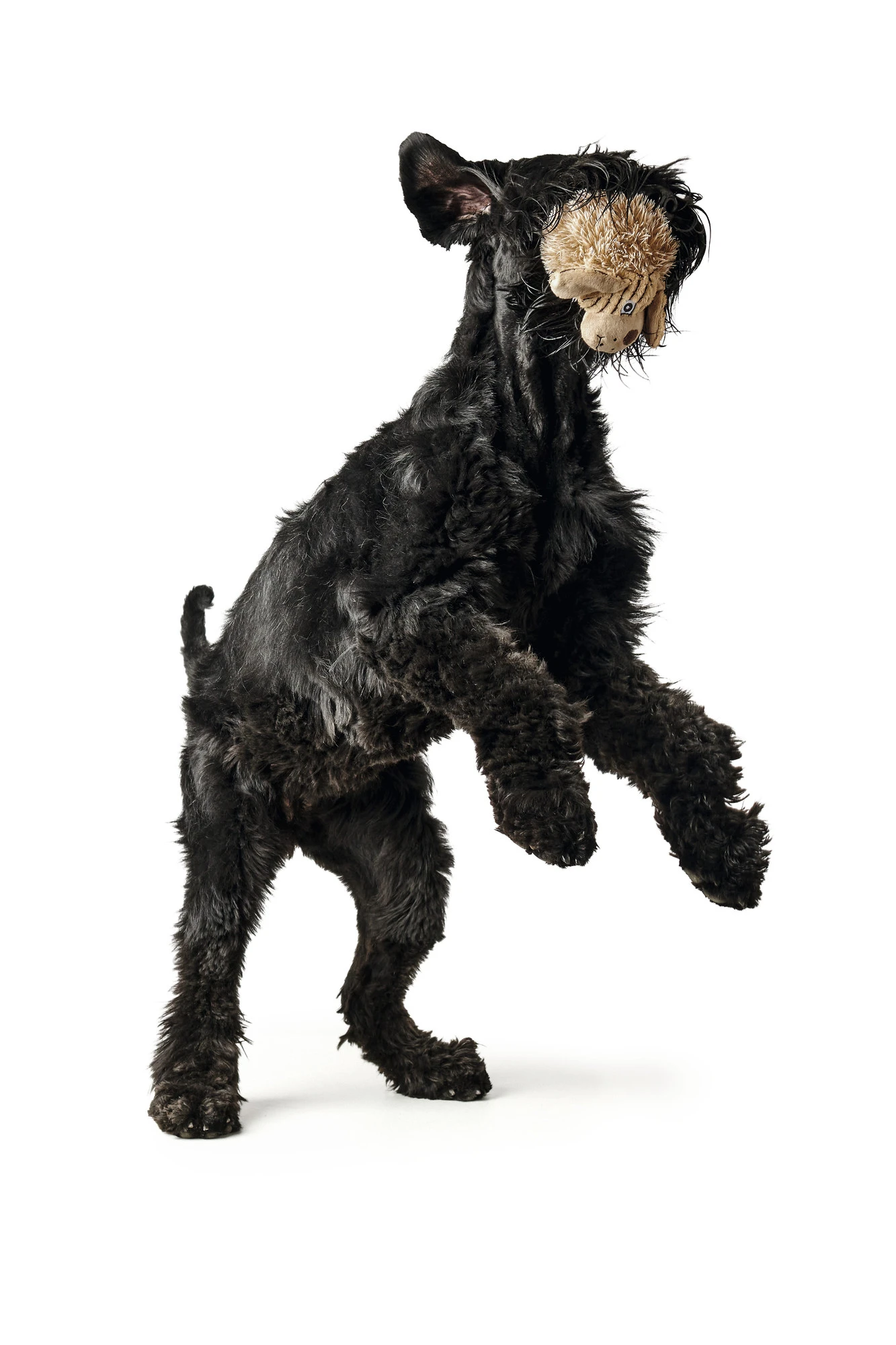 Hunter Pori Hund M - blød bamse til hunde