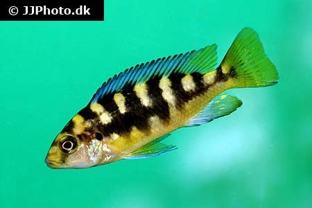 Humlebi Cichlide (Maylandia crabro)