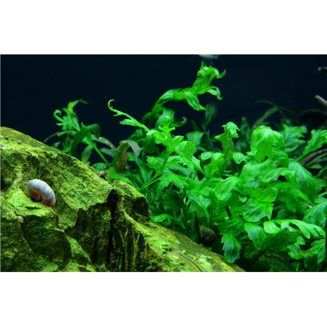 Tropica Akvarieplante i potte Bolbitis heudelotii