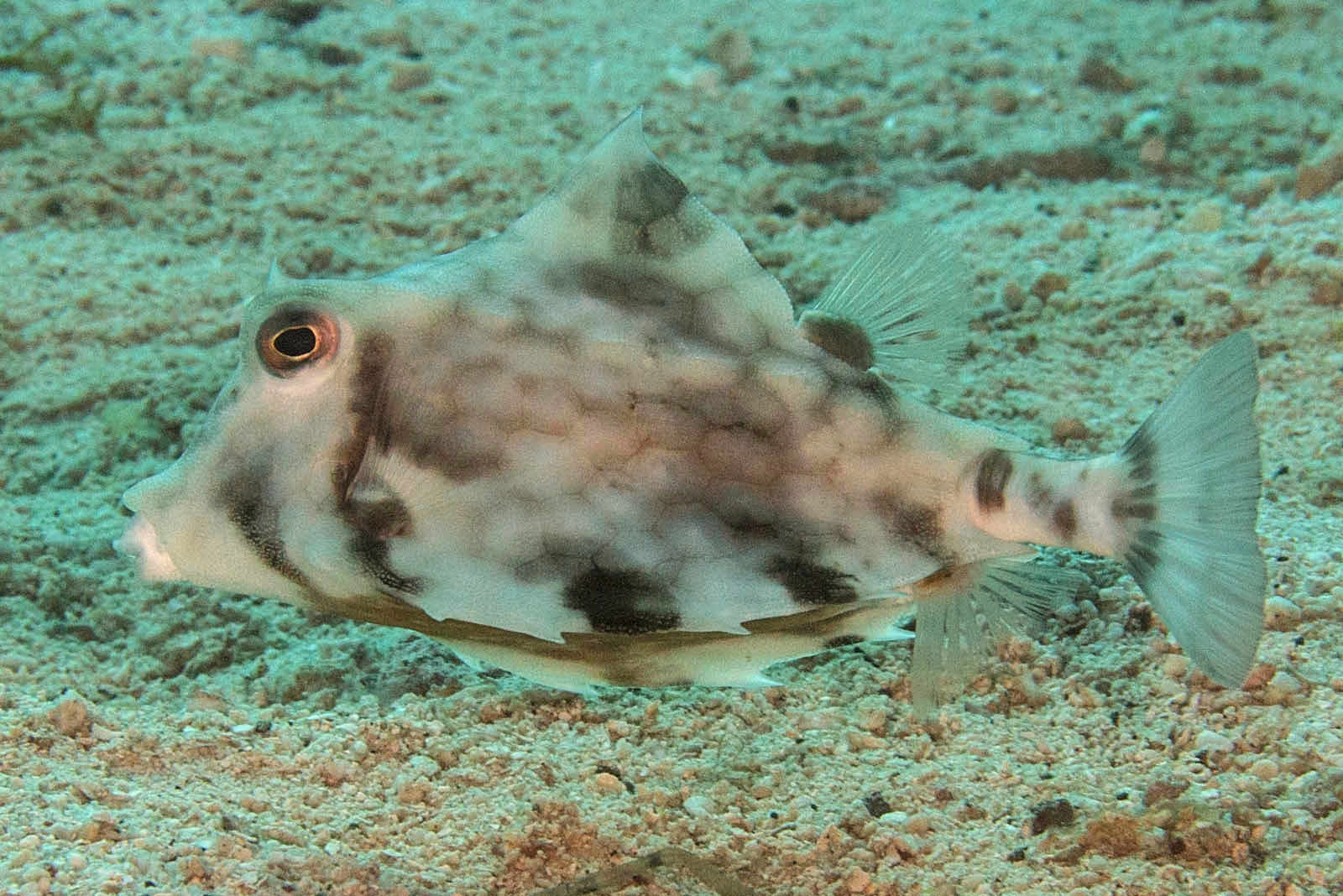 Pyramidekuffertfisk Tetrosomus Gibbosus