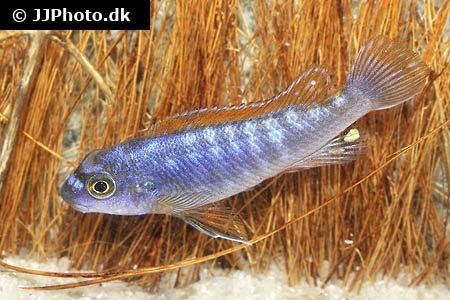 Trewawasae Malawi Cichlide (Labeotropheus trewawasae)