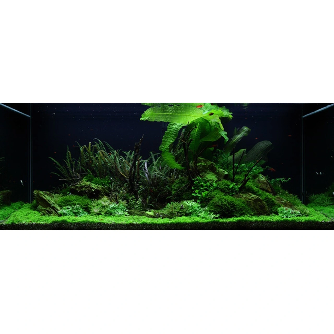 Tropica Akvarieplante Aponogeton boivinianus knold x 5