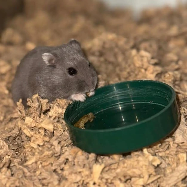 Muffin Dværghamster (Phodophus sungorus)