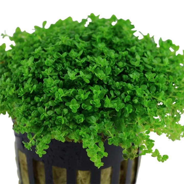 Tropica Akvaieplante i potte Micranthemum callitrichoides Cuba