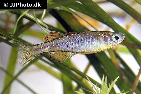 Rød Neon Regnbuefisk (Pseudomugil paskai)