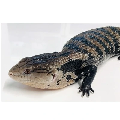 Blåtunget skink (Tiliqua gigas Ceram) Ungdyr