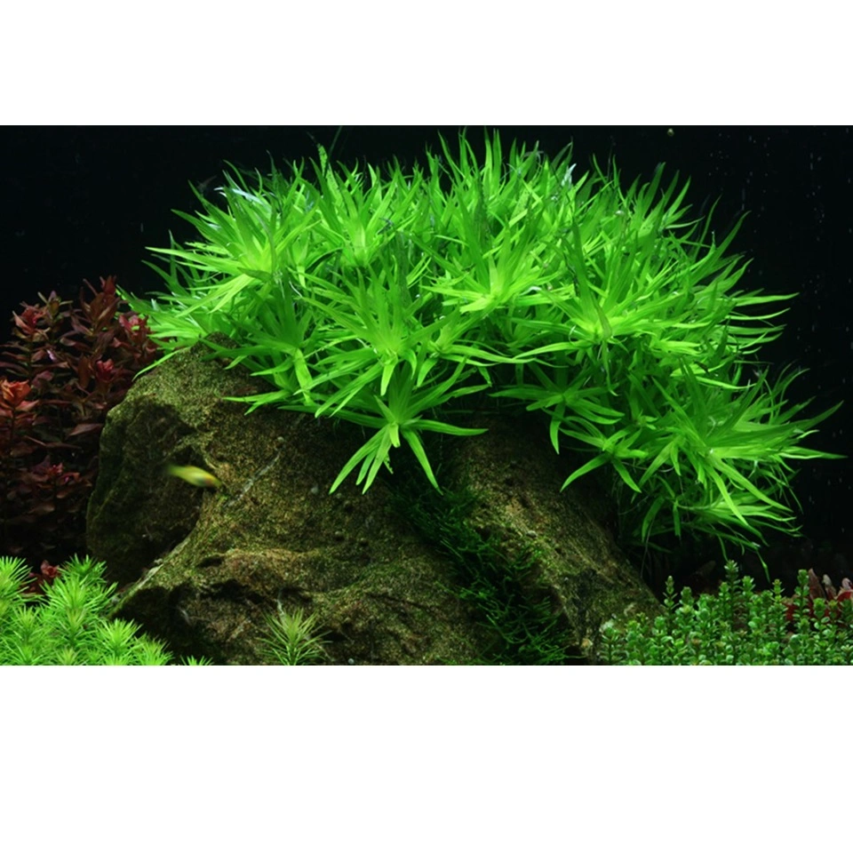 Tropica Heteranthera zosterifolia 1-2-GROW x 3