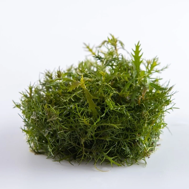 Tropica Proserpinaca palustris 1-2-GROW x 3