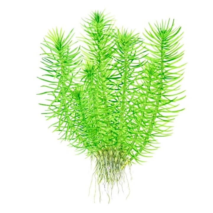 Tropica Pogostemon deccanensis 1-2-GROW x 3