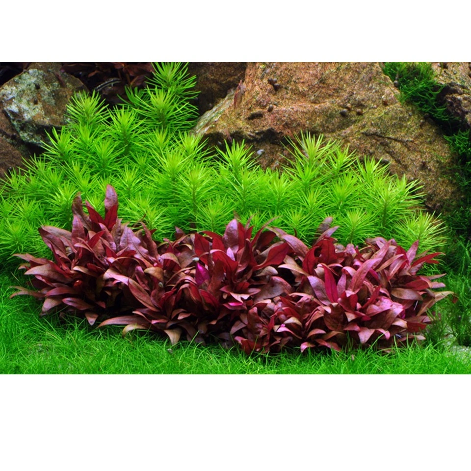 Tropica Pogostemon deccanensis 1-2-GROW x 3