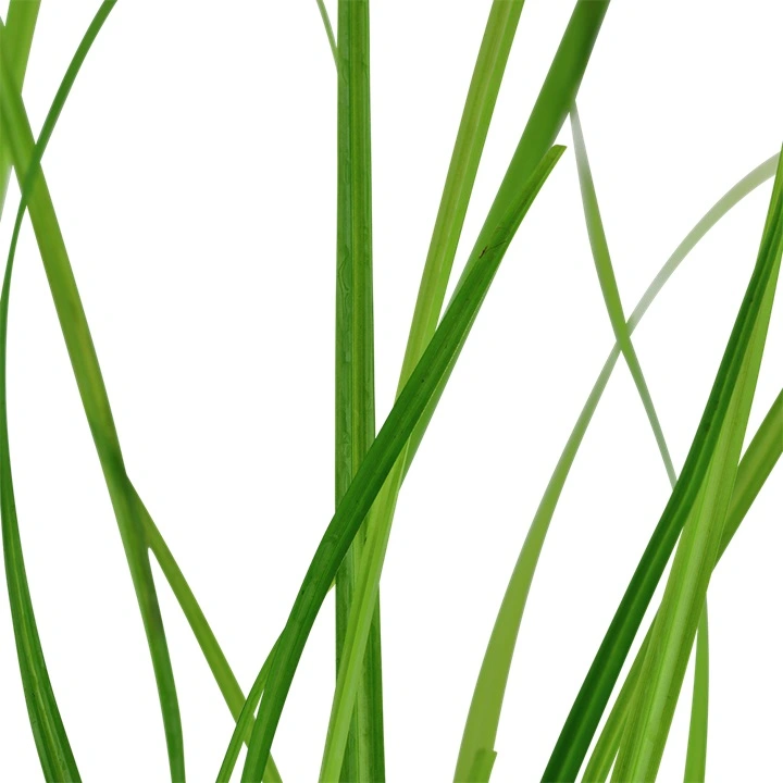 Tropica Akvarieplante i potte Cyperus helferi