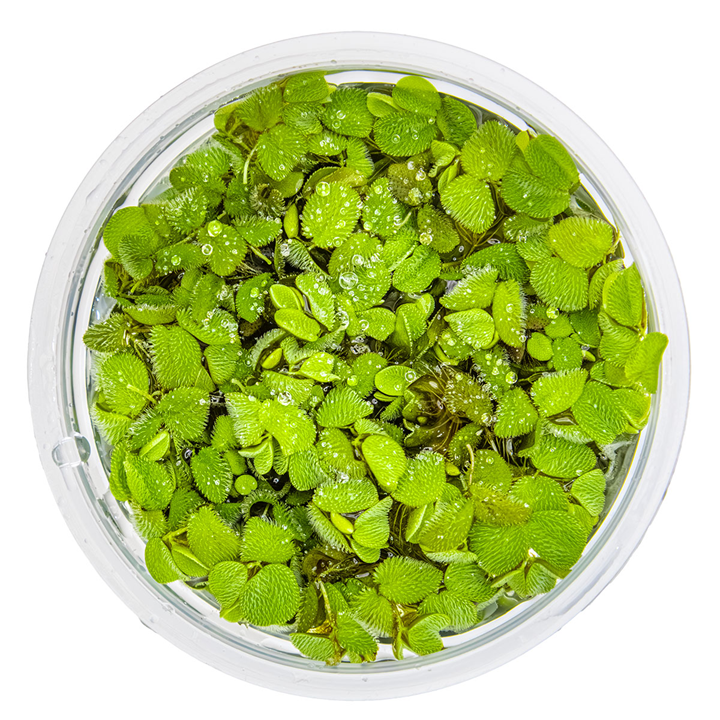 Tropica Salvinia Minima 1-2-GROW