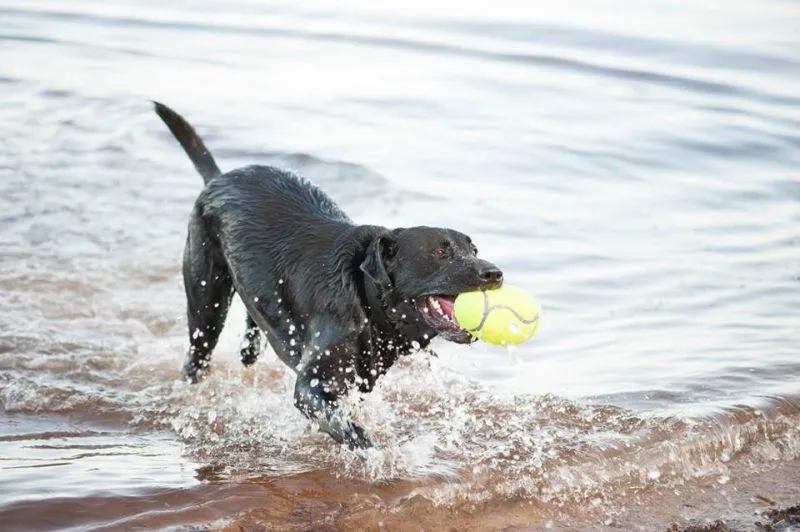KONG Airdog Football L - robust hundebold med piv og flydefunktion