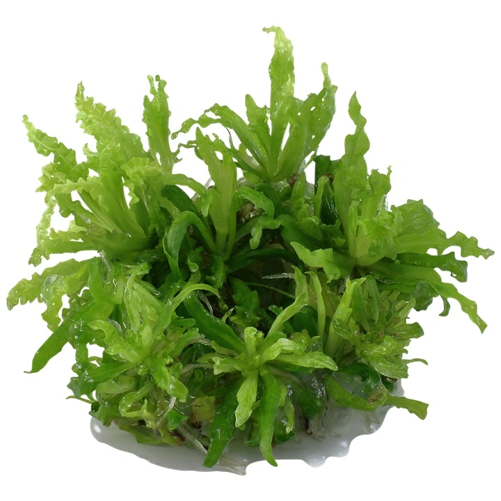 Tropica Pogostemon Helferi 1-2-GROW