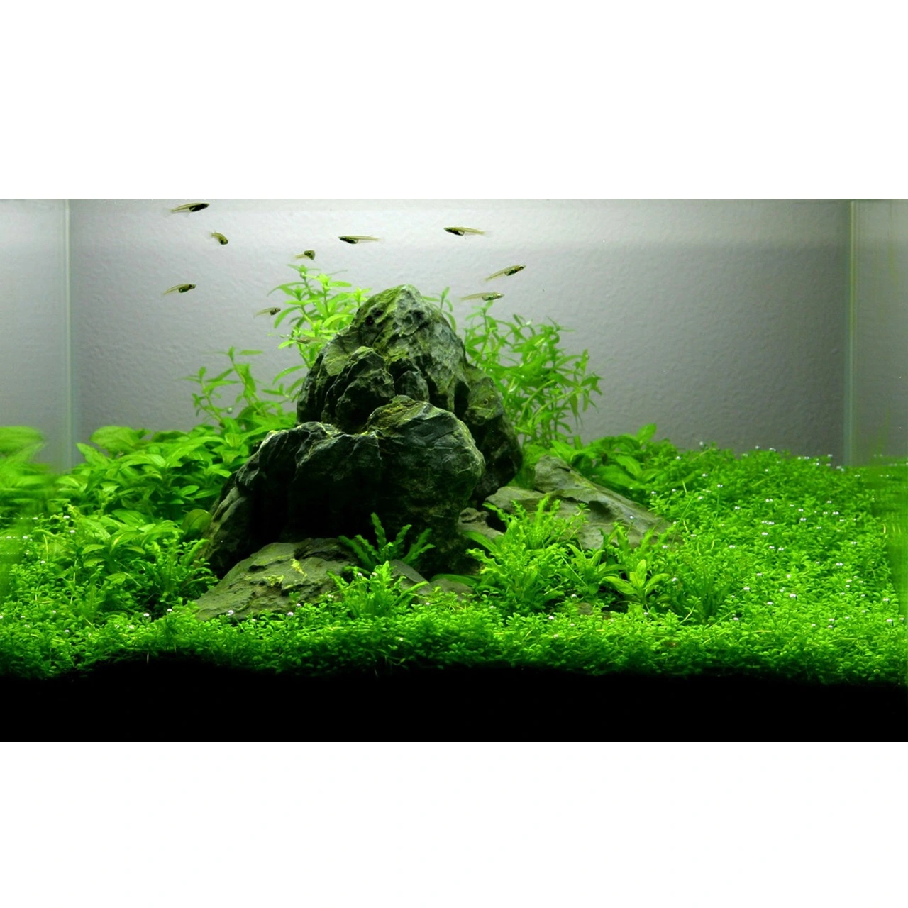 Tropica Heteranthera zosterifolia 1-2-GROW x 3
