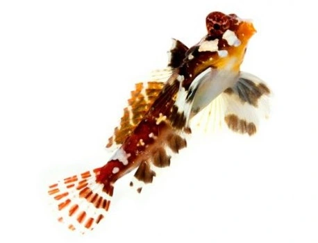 Rød Scooterfisk (Synchiropus stellatus)