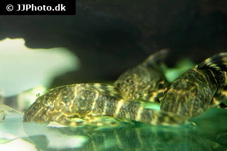 L-104 Panaqolus maccus Klovnsugemalle