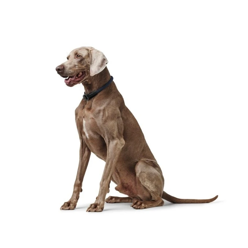 Hunter Eiby Freestyle Blå S - justerbart hundehalsbånd