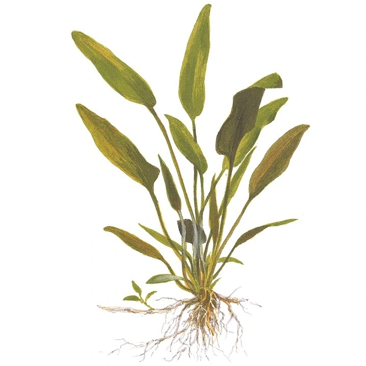 Tropica Akvarieplante i potte Cryptocoryne x willisii