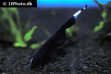 Black Ghost (Apteronotus albifrons)