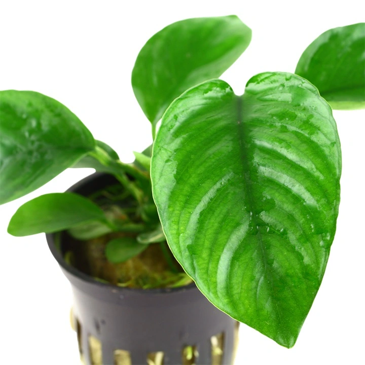 Tropica Akvarieplante i potte Anubias barteri caladiifolia