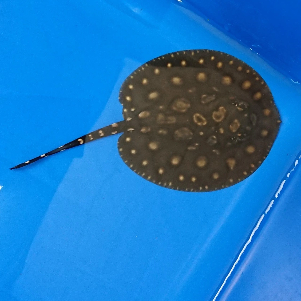 Ferskvandsrokke Potamotrygon Black Diamond Big Spot Ø 10 cm