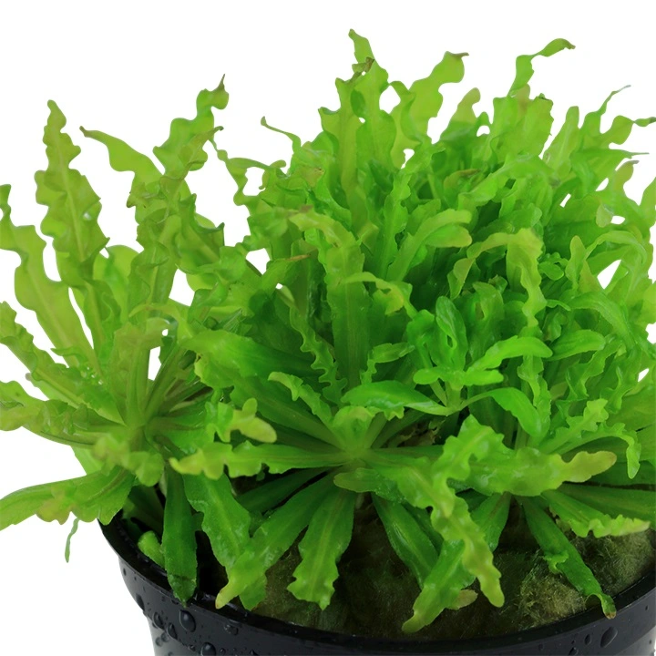 Tropica Akvarieplante i potte Pogostemon helferi
