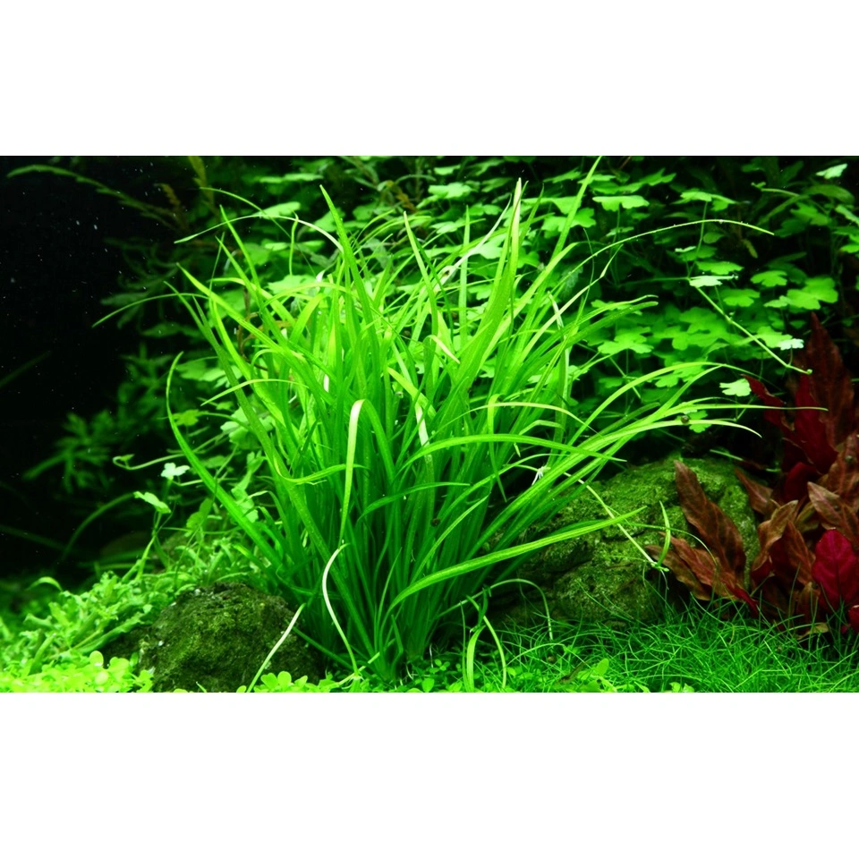 Tropica Helanthium tenellum Green 1-2-GROW