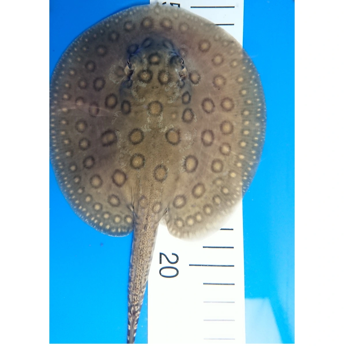 Ferskvandsrokke Potamotrygon Motoro Hun Ø 25 cm
