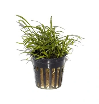 Tropica PCS Pot Lilaeopsis brasiliensis x 3